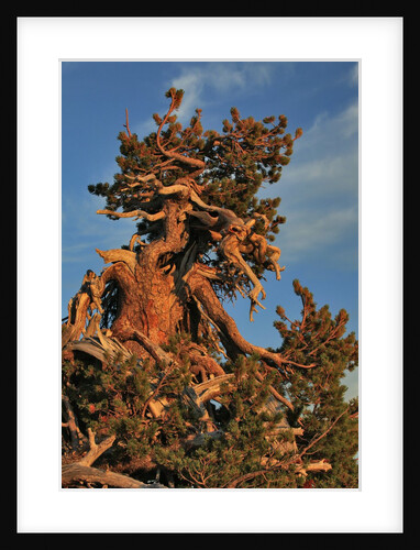 Evening light on weathered Whitebark pine tree by Anonymous