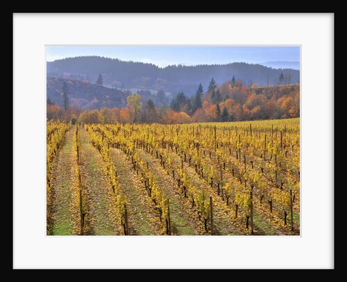 Autumn colored pinot noir grape vines by Anonymous