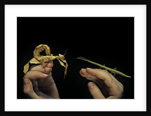 giant prickly or indian stick insect by Anonymous