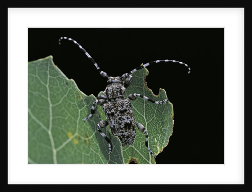Acanthoderes clavipes (longhorn beetle) by Anonymous