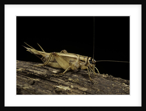 Acheta domesticus (house cricket) by Anonymous