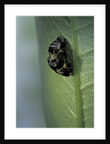 Adalia bipunctata (twospotted lady beetle) - emerging of the adult by Anonymous