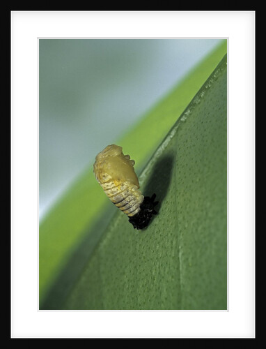 Adalia bipunctata (twospotted lady beetle) - emerging of the nymph by Anonymous
