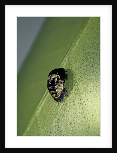 Adalia bipunctata (twospotted lady beetle) - emerging of the nymph by Anonymous