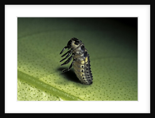 Adalia bipunctata (twospotted lady beetle) - emerging of the nymph by Anonymous
