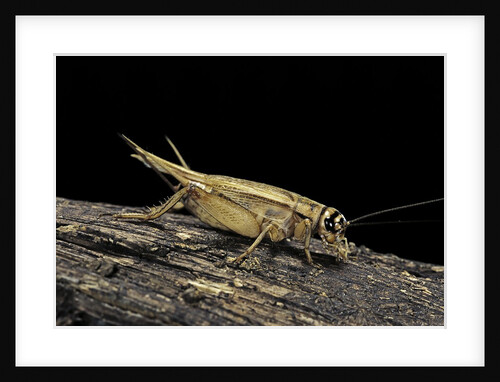 Acheta domesticus (house cricket) by Anonymous