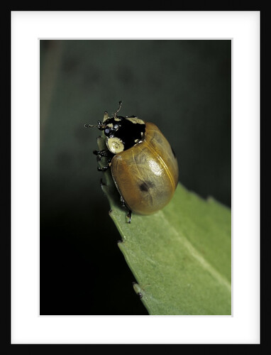 Adalia bipunctata (twospotted lady beetle) - begining to be colored by Anonymous
