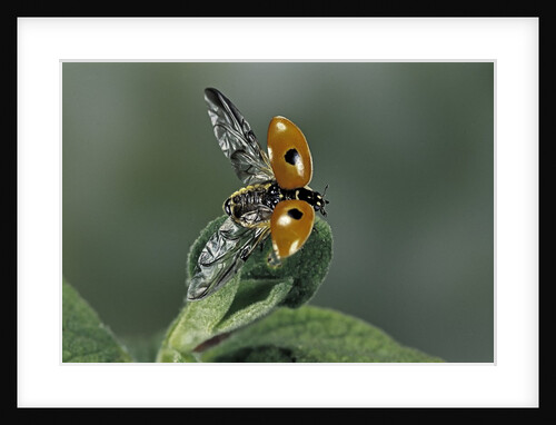 Adalia bipunctata (twospotted lady beetle) - flying away by Anonymous