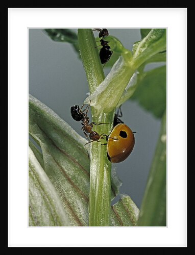 Adalia bipunctata (twospotted lady beetle) - with ant by Anonymous