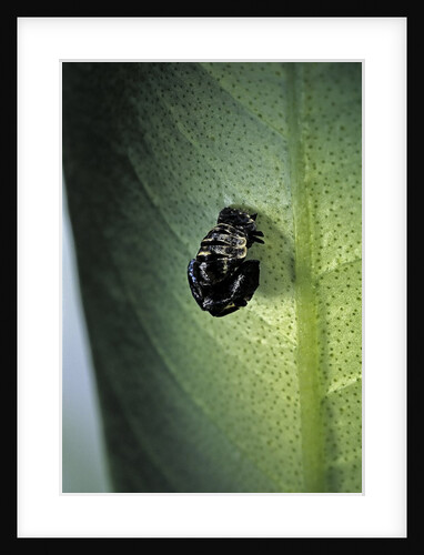 Adalia bipunctata (twospotted lady beetle) - exuvia by Anonymous