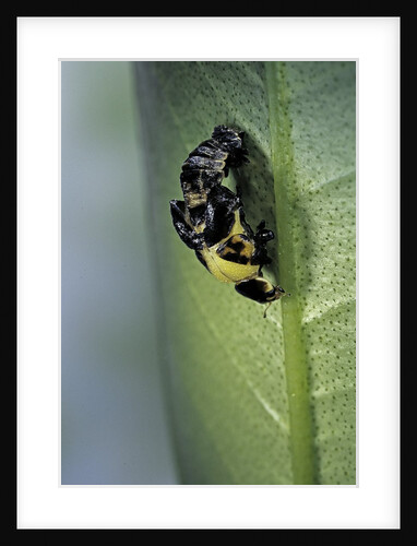 Adalia bipunctata (twospotted lady beetle) - emerging of the adult by Anonymous