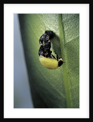 Adalia bipunctata (twospotted lady beetle) - emerging of the adult by Anonymous