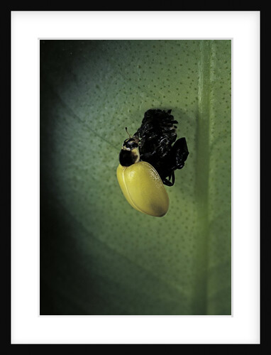 Adalia bipunctata (twospotted lady beetle) - emerging of the adult by Anonymous