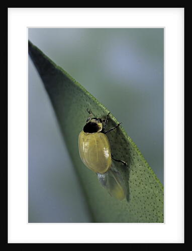 Adalia bipunctata (twospotted lady beetle) - emerging of the adult by Anonymous