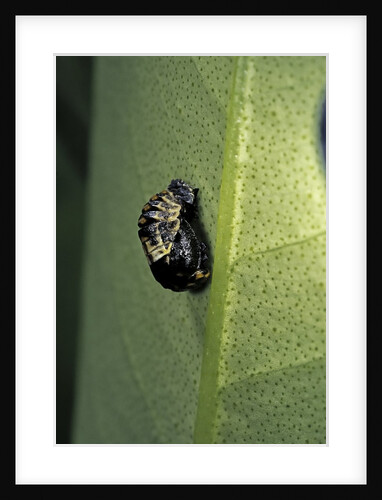Adalia bipunctata (twospotted lady beetle) - emerging of the nymph by Anonymous