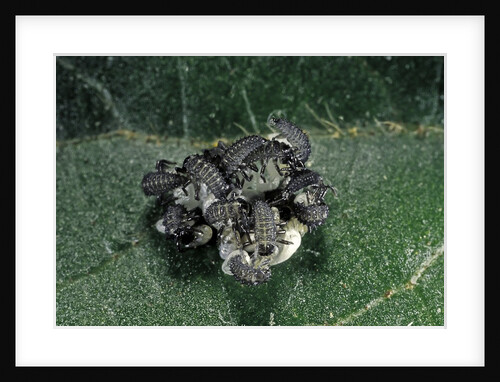 Adalia bipunctata (twospotted lady beetle) - emerging of the larvae by Anonymous