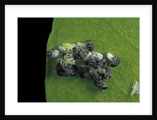 Adalia bipunctata (twospotted lady beetle) - emerging of the larvae by Anonymous