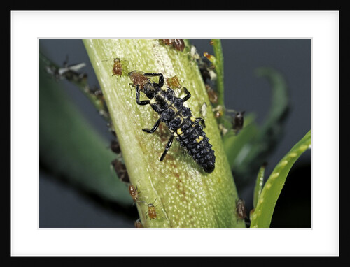 Adalia bipunctata (twospotted lady beetle) - larva devouring aphids by Anonymous