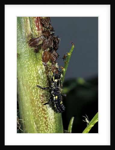 Adalia bipunctata (twospotted lady beetle) - larva devouring aphids by Anonymous