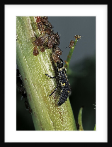 Adalia bipunctata (twospotted lady beetle) - larva devouring aphids by Anonymous