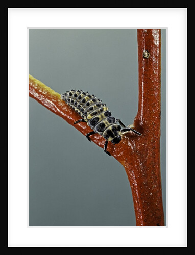 Adalia bipunctata (twospotted lady beetle) - larva by Anonymous
