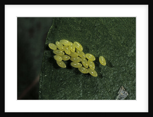 Adalia bipunctata (twospotted lady beetle) - eggs by Anonymous