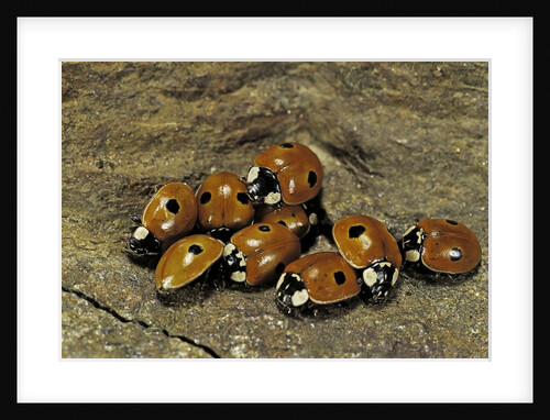 Adalia bipunctata (twospotted lady beetle) - assembly by Anonymous