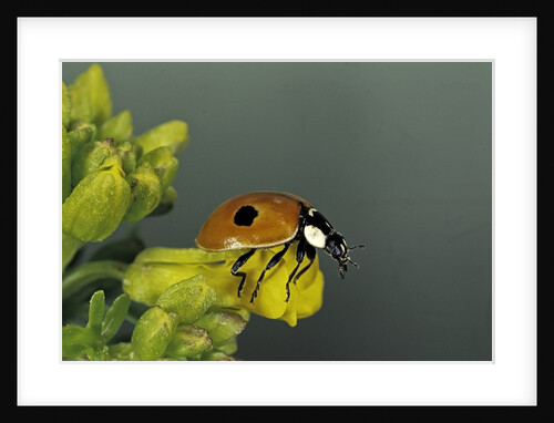 Adalia bipunctata (twospotted lady beetle) by Anonymous