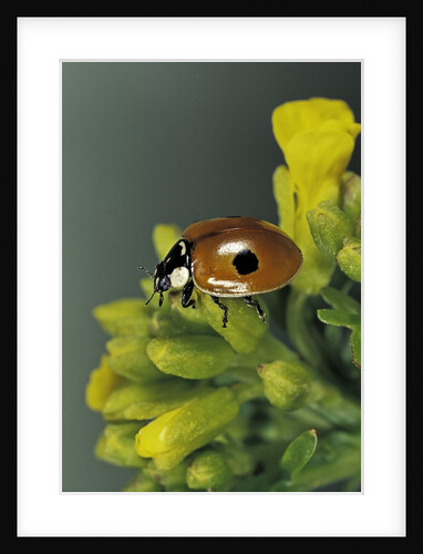Adalia bipunctata (twospotted lady beetle) by Anonymous