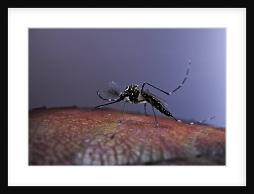 Aedes aegypti (yellowfever mosquito) by Anonymous
