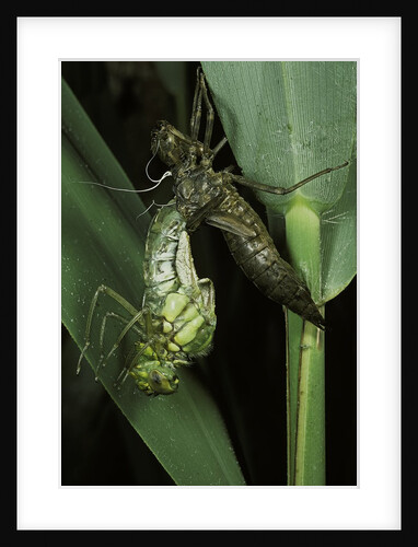 Aeschne sp. - emerging by Anonymous