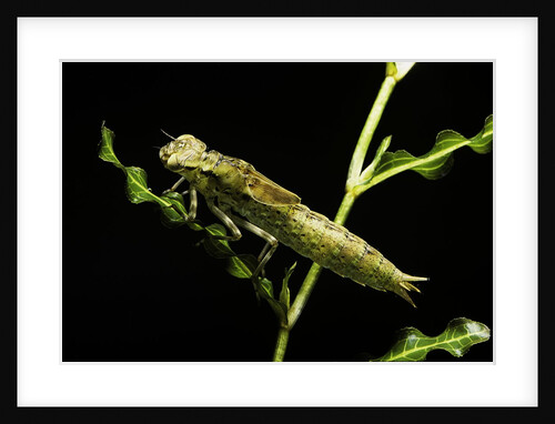 Aeschne sp. - larva by Anonymous