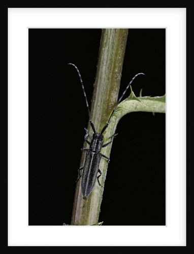 Agapanthia cardui (longhorn beetle) by Anonymous