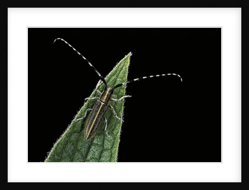 Agapanthia cardui (longhorn beetle) by Anonymous