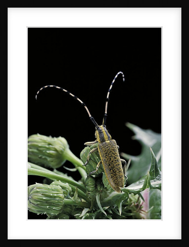 Agapanthia dahli (long-horned beetle) by Anonymous