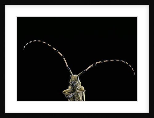 Agapanthia dahli (longhorn beetle) by Anonymous