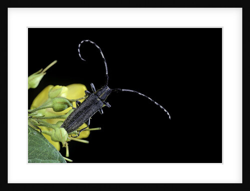 Agapanthia villosoviridescens (golden-bloomed grey longhorn) by Anonymous