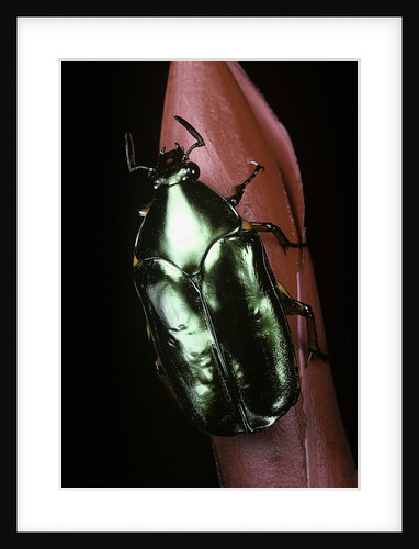 Agestrata orichalca (flower beetle) by Anonymous