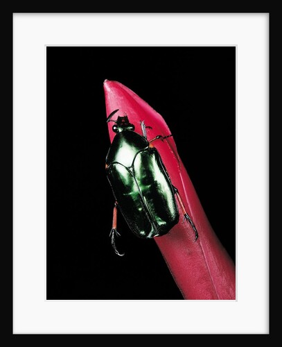 Agestrata orichalca (flower beetle) by Anonymous