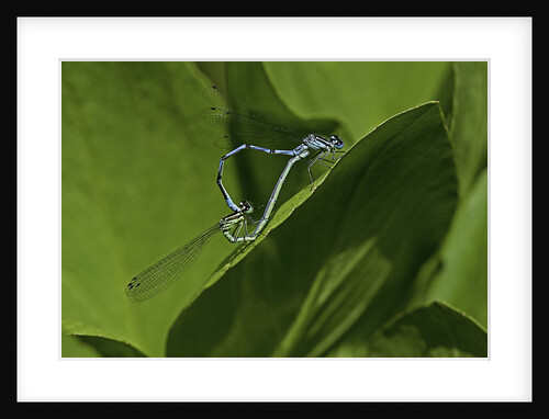 Damselfly - mating by Anonymous