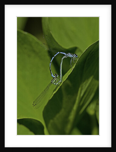 Damselfly - mating by Anonymous