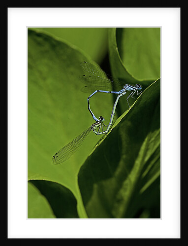 Damselfly - mating by Anonymous