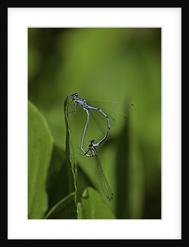 Damselfly - mating by Anonymous