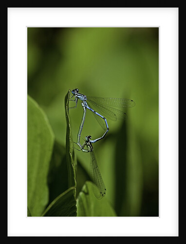 Damselfly - mating by Anonymous