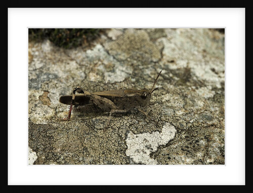Aiolopus strepens (grasshopper) - on stone by Anonymous