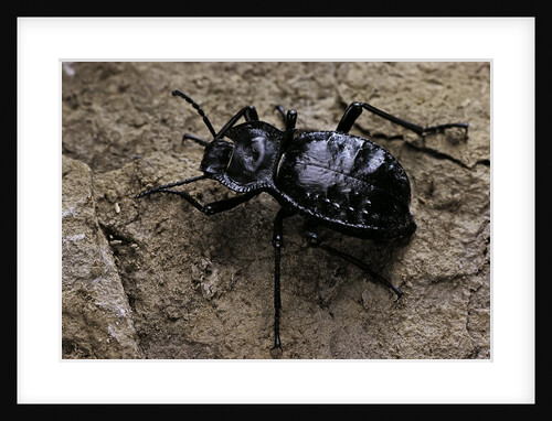 Akis bacarozzo (darkling beetle) by Anonymous