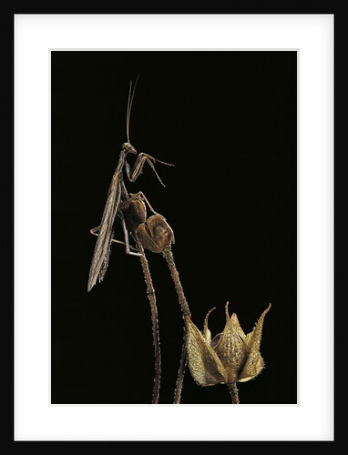 Ameles decolor (praying mantis) by Anonymous