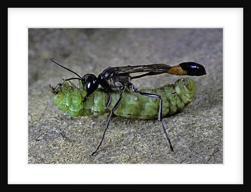Ammophila sabulosa (red-banded sand wasp) - carrying his prey by Anonymous
