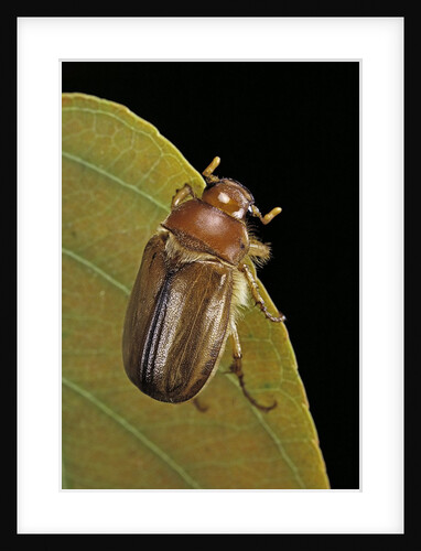 Amphimallon majalis (european chafer) by Anonymous