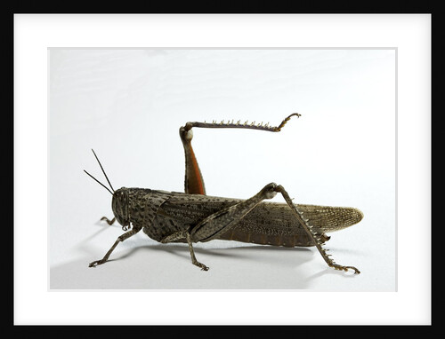 Anacridium aegyptium (egyptian locust) by Anonymous